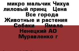 микро мальчик Чихуа лиловый принц › Цена ­ 90 - Все города Животные и растения » Собаки   . Ямало-Ненецкий АО,Муравленко г.